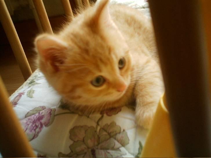 Blanding af racer Simba billede 9