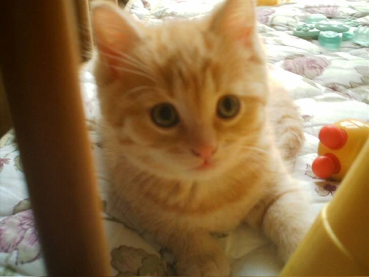 Blanding af racer Simba billede 10