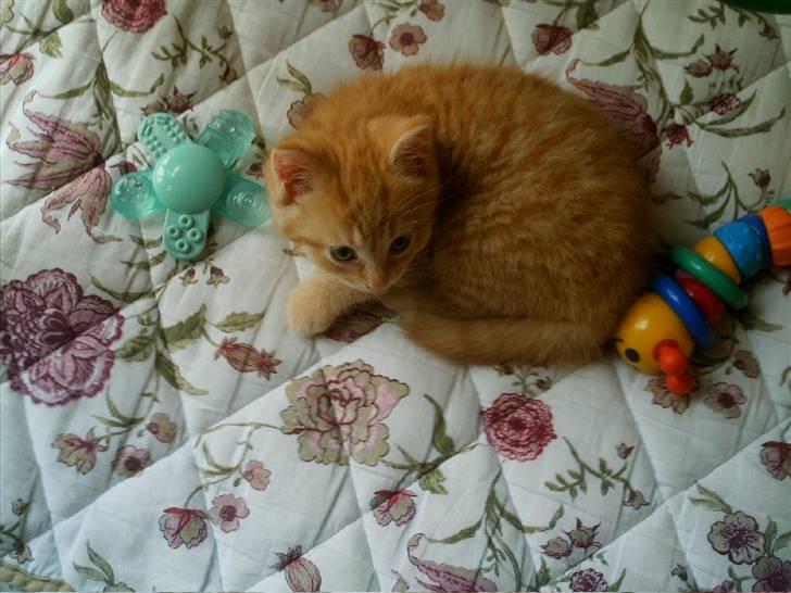 Blanding af racer Simba billede 11