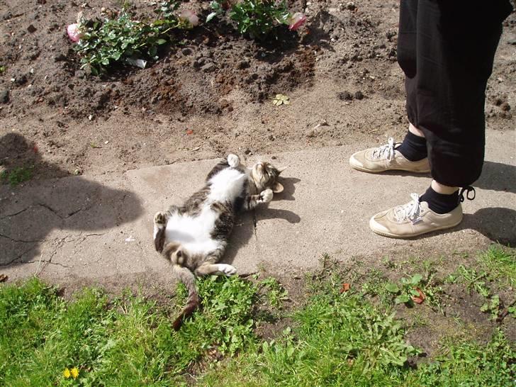 Huskat Muddi *R.I.P* billede 8