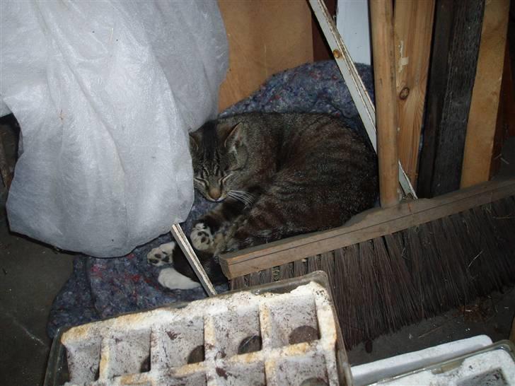 Huskat Muddi *R.I.P* billede 9