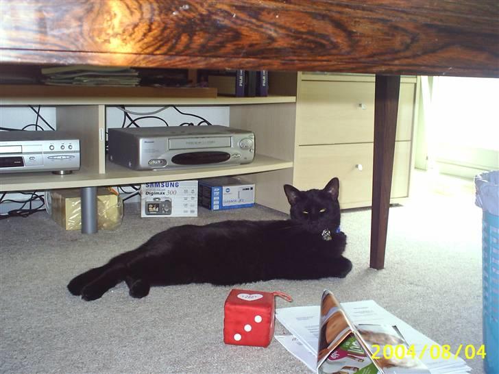 Blanding af racer Tutte (DØD) :-( - Her ligger han og slapper af, det skal der jo også være plads til... billede 9