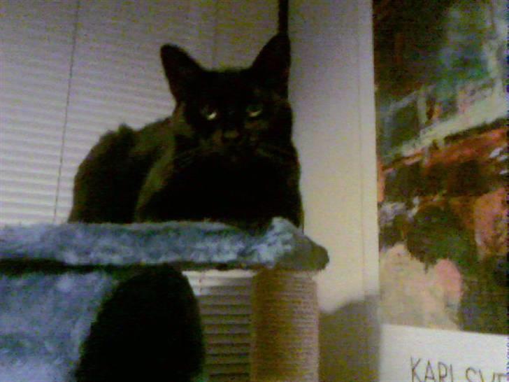 Blanding af racer Tutte (DØD) :-( - Og vågen det er han i hvert fald, når man skal holde øje med det hele billede 10