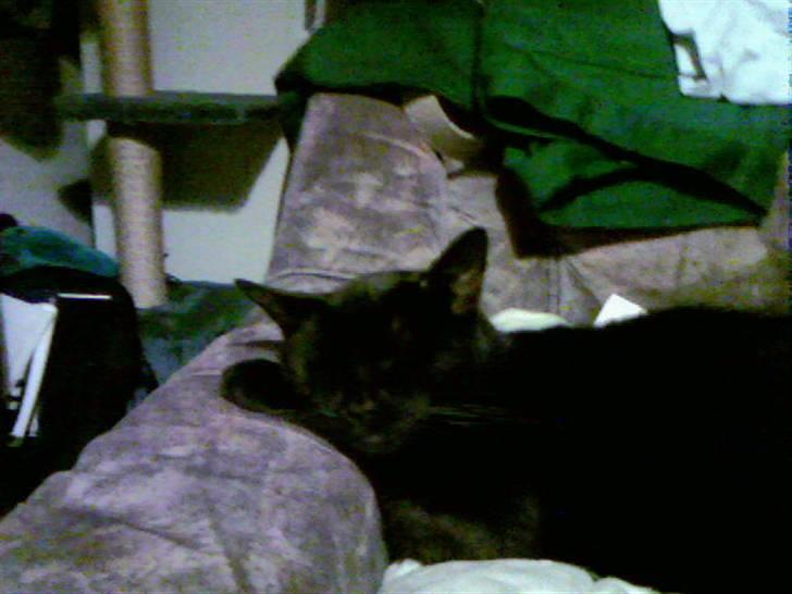 Blanding af racer Tutte (DØD) :-( - Kan man se mere nuttet ud når man sover billede 11