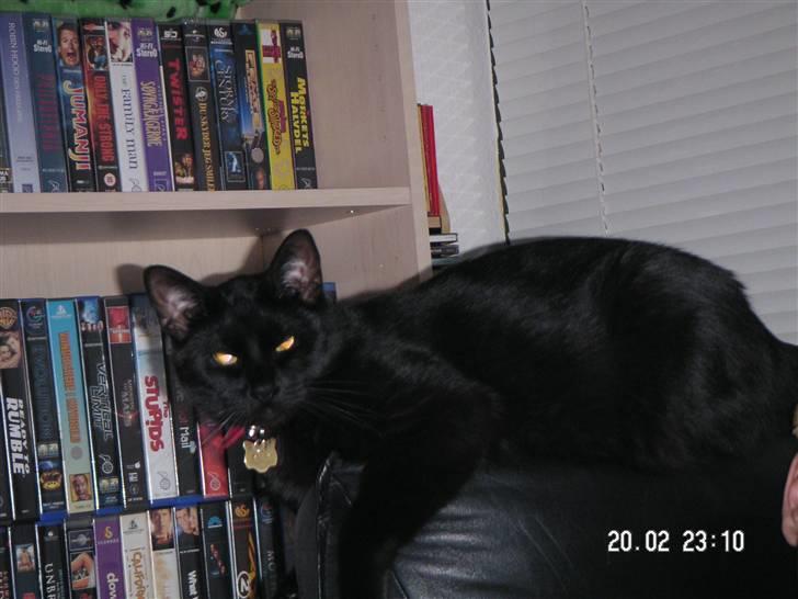 Blanding af racer Tutte (DØD) :-( - Så er han på sit lille udkigstårn igen billede 12