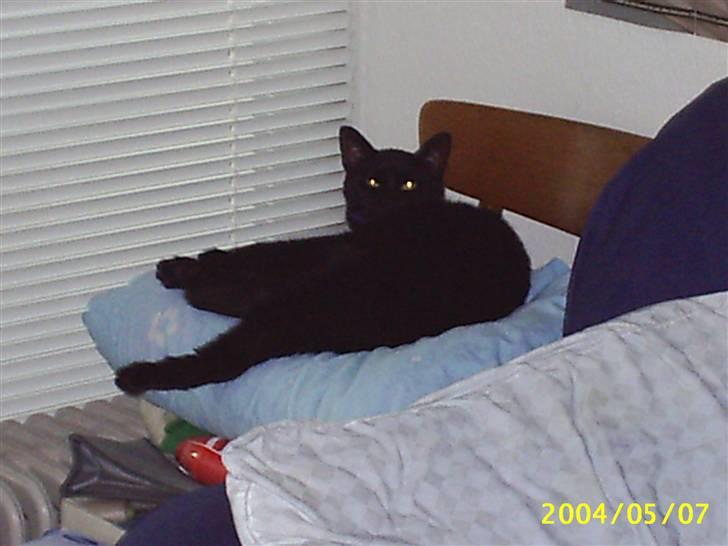 Blanding af racer Tutte (DØD) :-( - Fik vist vækket ham med blitzen fra kameraet, han lå og sov på min hovedpude billede 13