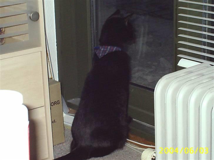 Blanding af racer Tutte (DØD) :-( - Han ser vist noget der flyver rundt udenfor billede 14