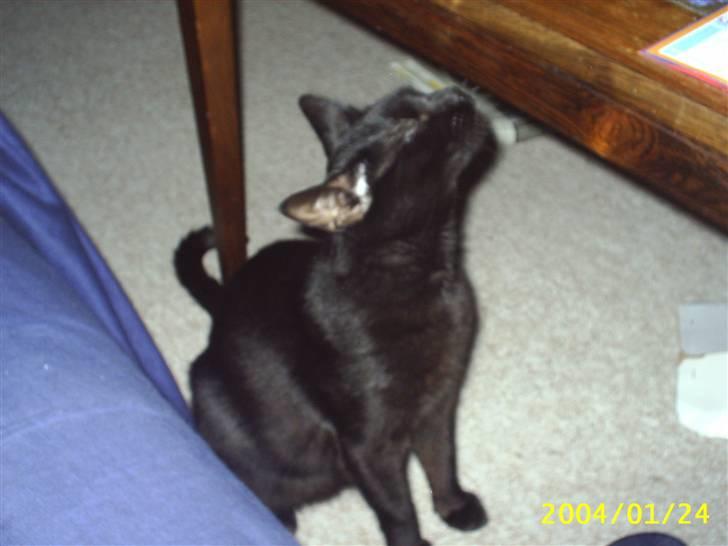 Blanding af racer Tutte (DØD) :-( - Når der er en eller anden lugt, så skal den udforskes nærmere billede 15