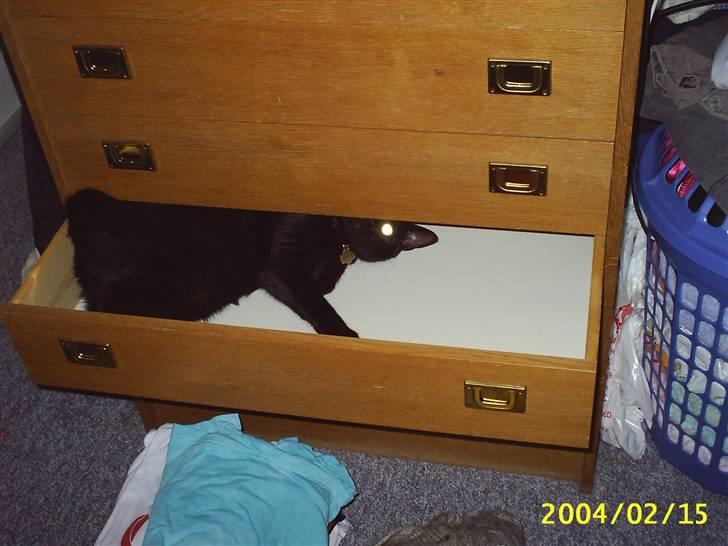 Blanding af racer Tutte (DØD) :-( - Tutte kan godt lide at ligge nede i skuffen billede 16