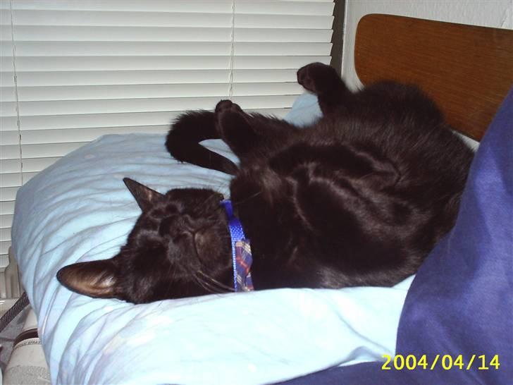 Blanding af racer Tutte (DØD) :-( - Så kan man vist ikke ligge bedre billede 17