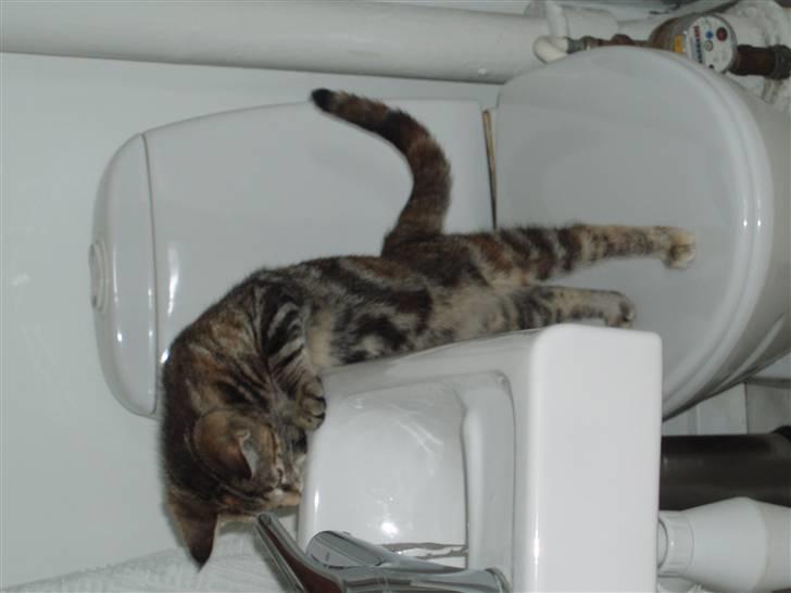 Huskat Agnes - Agnes er meget glad for vand fra hanen 20/6-07  billede 9