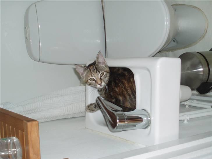 Huskat Agnes - Håndvasken er dejlig kølig når vejret er varmt 20/6-07 billede 10