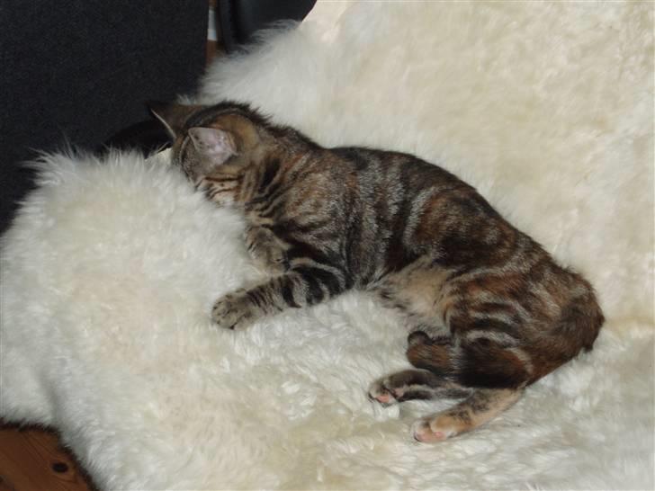 Huskat Agnes - Så blev det vist tid til en lur i ynglingsstolen 25/6-07 billede 11