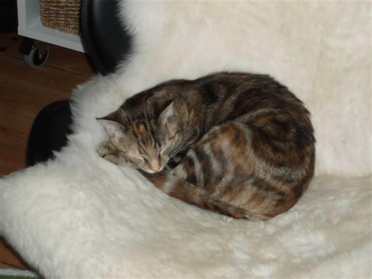 Huskat Agnes - Agnes i ynglingsstolen 21/10-07 billede 12