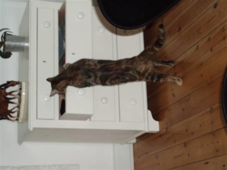 Huskat Agnes - Hvad mon der er i skuffen ? (30/8-07) billede 13