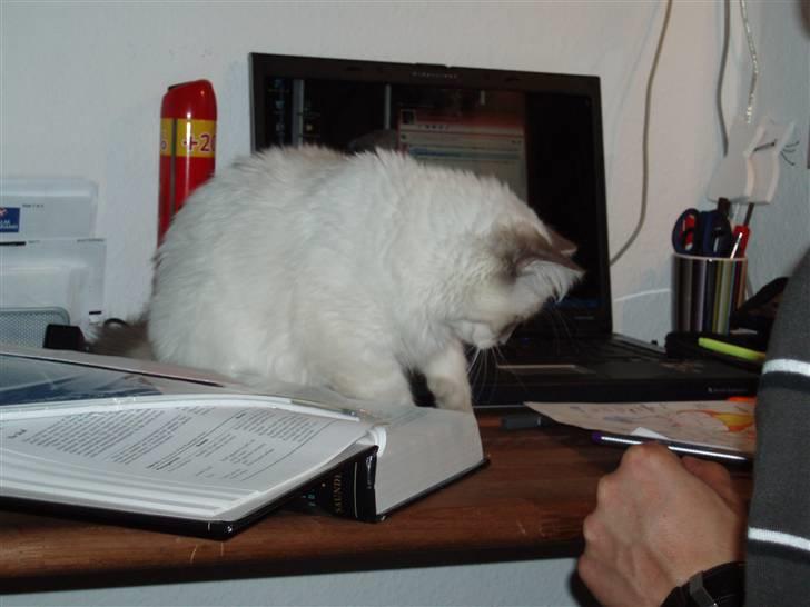 Hellig Birma Pistacie ( Khin-Mya´s) - der sker hele tiden så meget spændende på skrivebordet (30/8-07) billede 8