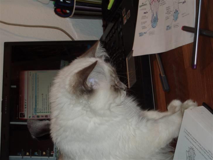 Hellig Birma Pistacie ( Khin-Mya´s) billede 9