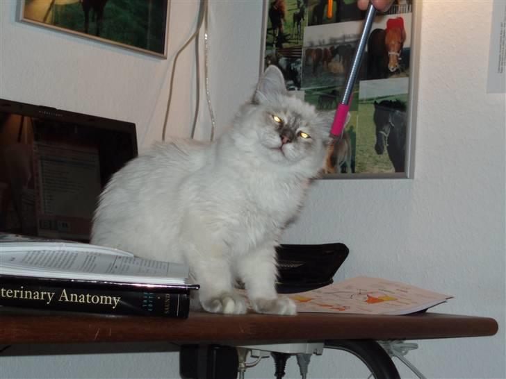 Hellig Birma Pistacie ( Khin-Mya´s) billede 10