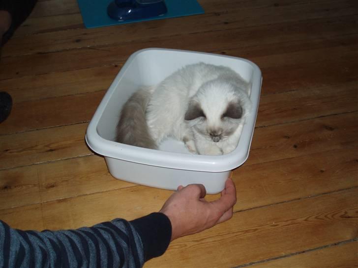 Hellig Birma Pistacie ( Khin-Mya´s) - Ynglinsbaljen og yndlingslejen (5/9-07) billede 11