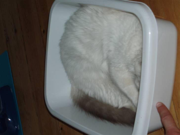 Hellig Birma Pistacie ( Khin-Mya´s) - Det gælder om at fange finger skyggen billede 12