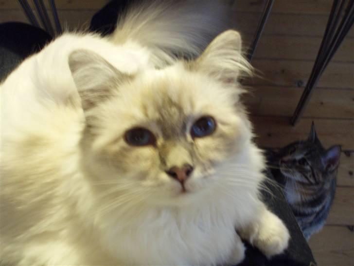 Hellig Birma Pistacie ( Khin-Mya´s) - Staci 21/10-07 billede 13