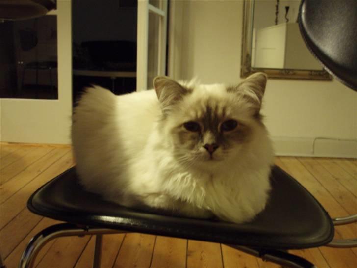 Hellig Birma Pistacie ( Khin-Mya´s) - 21/10-07 billede 14