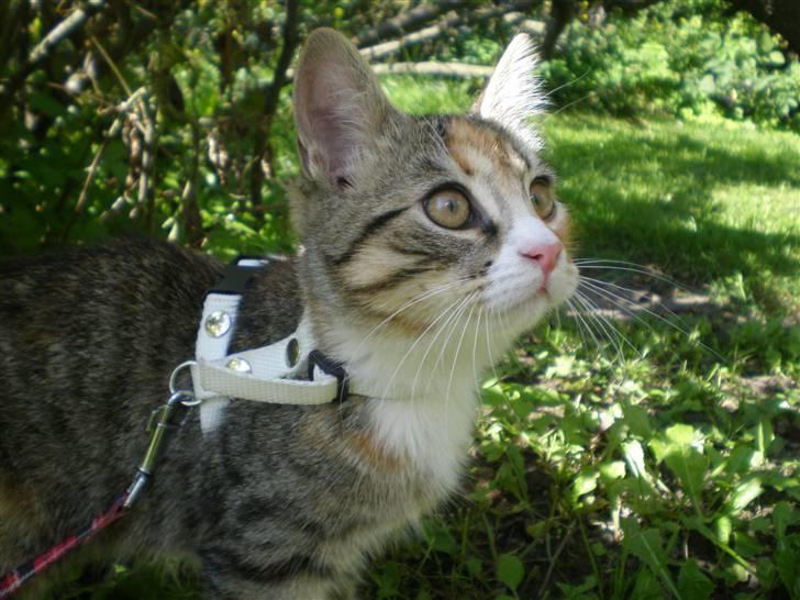 Blanding af racer Daisy billede 1