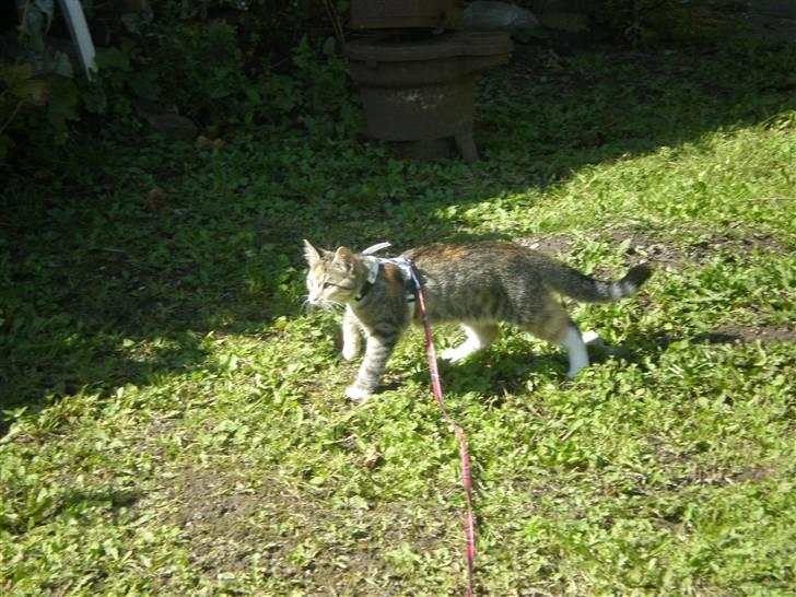 Blanding af racer Daisy - Jeg jæger billede 2