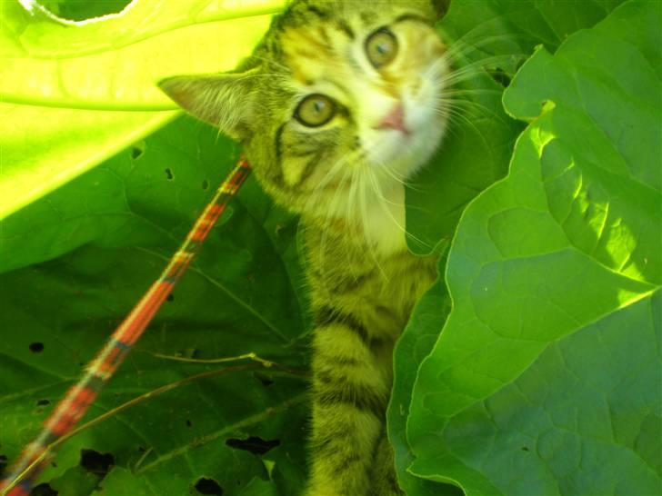 Blanding af racer Daisy billede 3