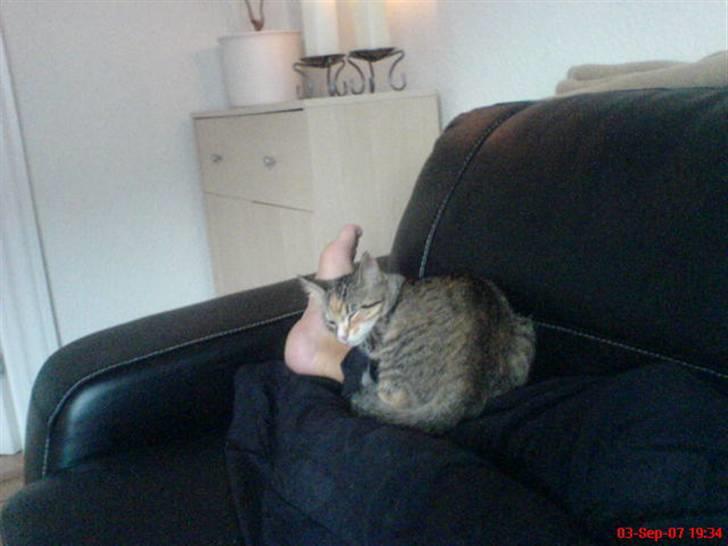 Blanding af racer Daisy billede 4