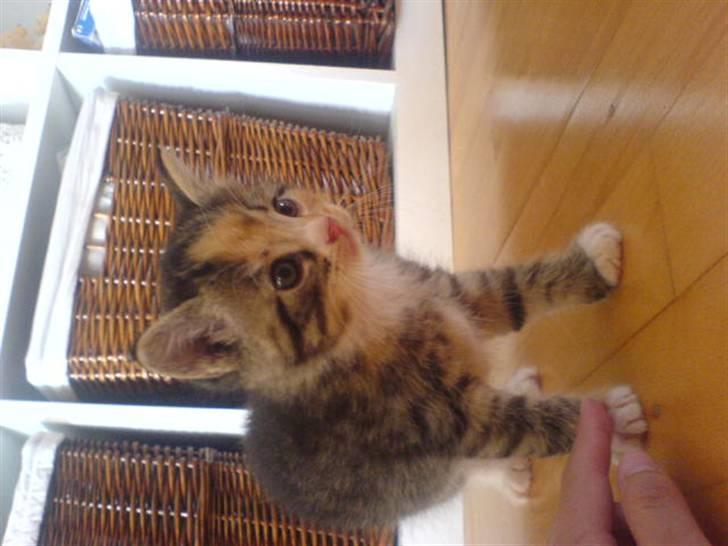 Blanding af racer Daisy - Det var da jeg var helt lille  billede 5