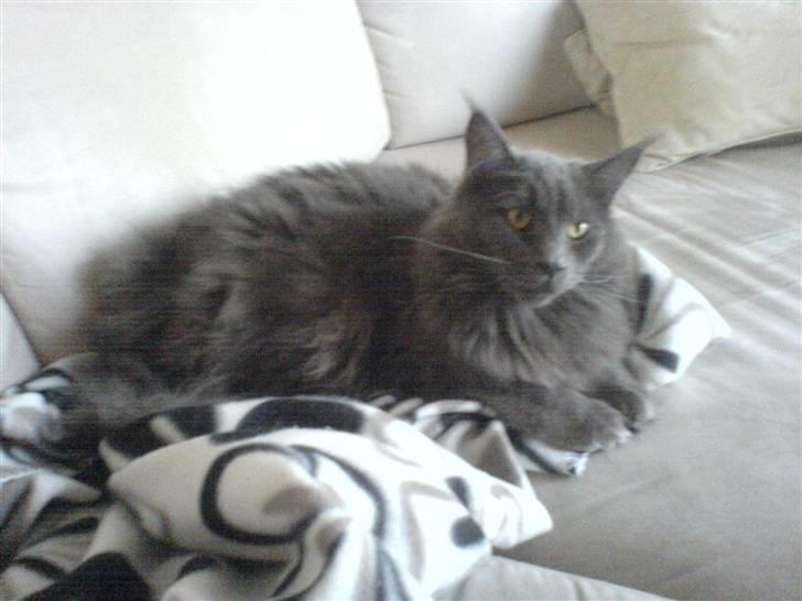 Maine Coon Bumle billede 1