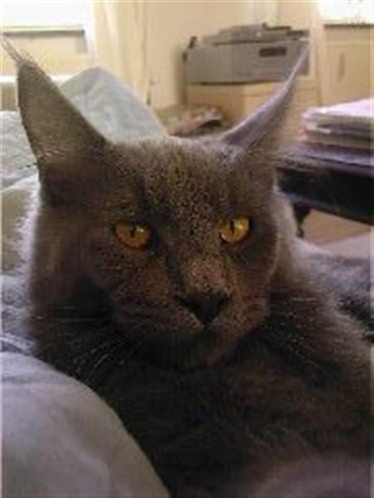 Maine Coon Bumle billede 2