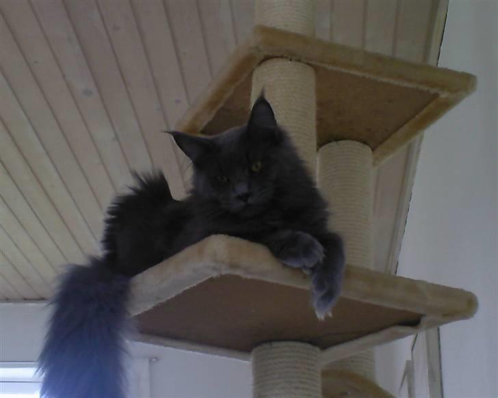 Maine Coon Bumle billede 3