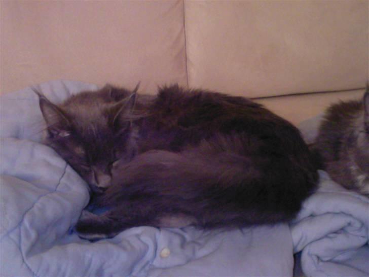 Maine Coon Bumle billede 4