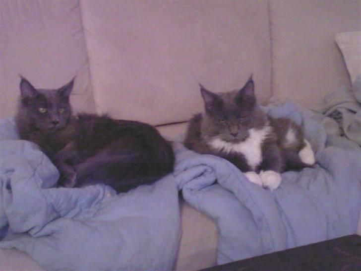 Maine Coon Bumle billede 5