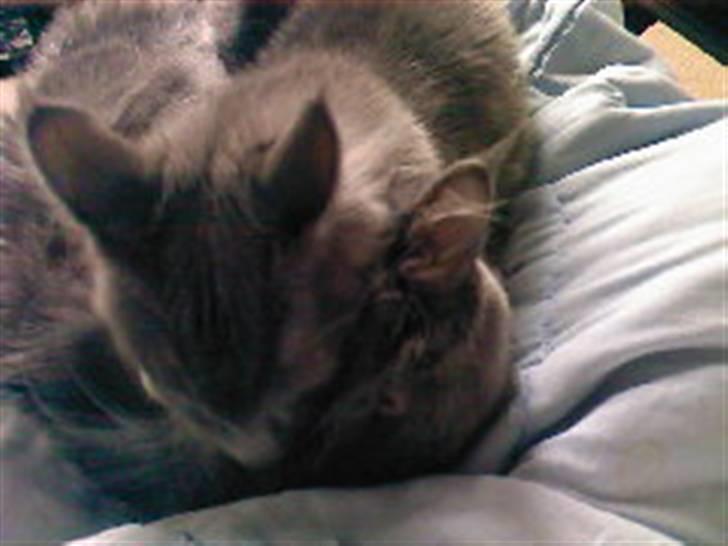 Maine Coon Bumle billede 6