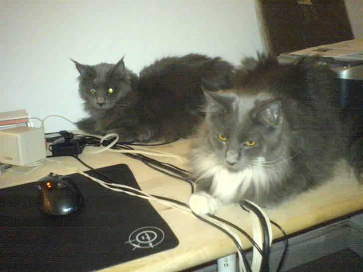 Maine Coon Bumle billede 7