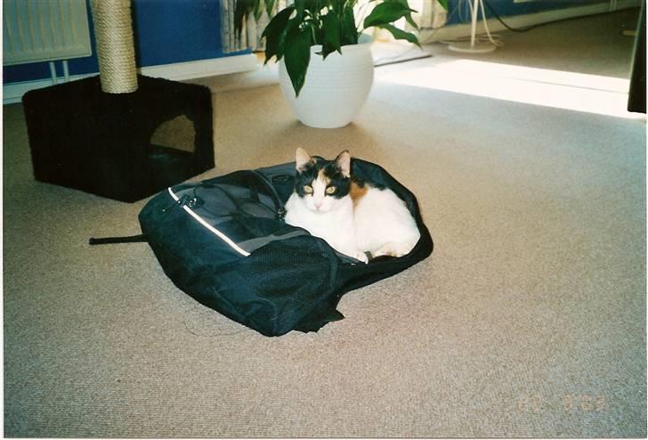 Huskat Frida billede 5