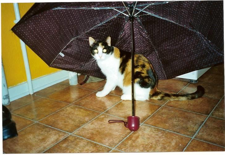 Huskat Frida billede 6