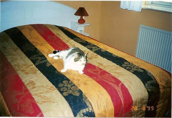 Huskat Mille  R.I.P billede 6