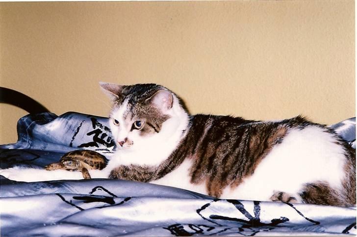 Huskat Mille  R.I.P - Mille med min datters skildpadde billede 7