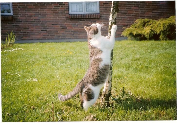 Huskat Mille  R.I.P - Kan du så komme herned så jeg kan nå dig, din skøre fugl. billede 8