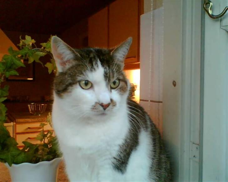 Huskat Mille  R.I.P billede 9