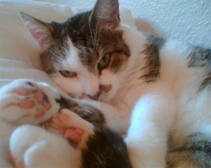 Huskat Mille  R.I.P billede 10