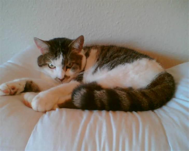 Huskat Mille  R.I.P billede 11