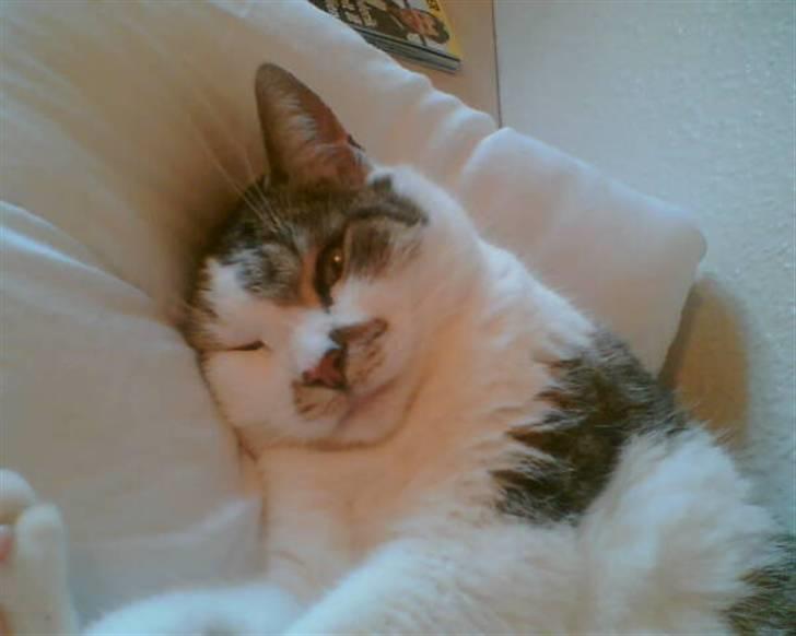 Huskat Mille  R.I.P billede 12