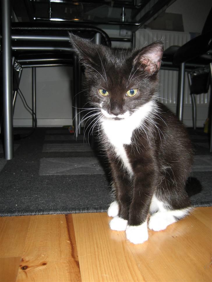 Blanding af racer Nynne billede 11