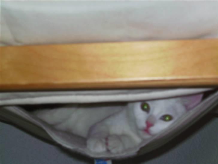 Huskat Matini ~Solgt~ - Min ynglingsstol er åenbart os Matinis, bar hun må ligge nedenunder... Køje funktion...:P billede 13