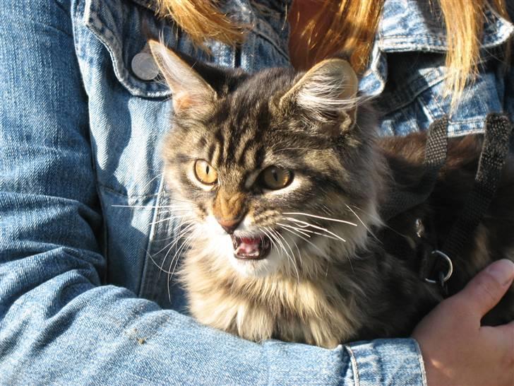 Maine Coon Cæsar - Grr - jeg er en farlig lille tiger billede 7